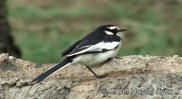 African Pied Wagtail - ML201180471