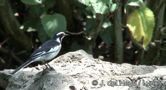 African Pied Wagtail - ML201180481