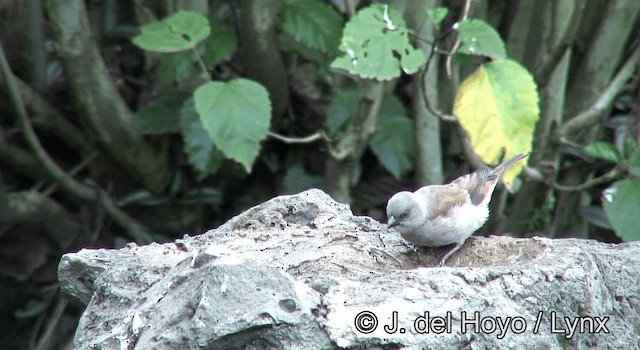 Northern Gray-headed Sparrow - ML201180511