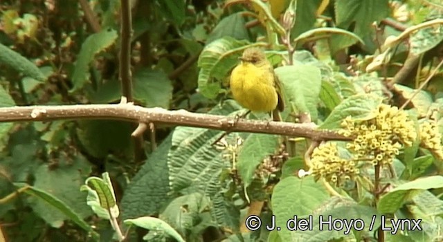 Mountain Yellow-Warbler - ML201180601
