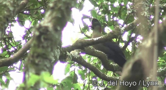 Touraco du Rwenzori (kivuensis) - ML201180641