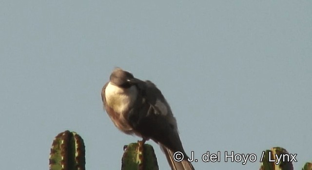 Nacktgesicht-Lärmvogel (leopoldi) - ML201180751