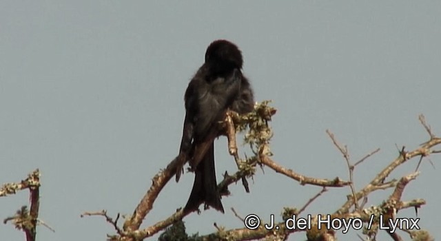 Fork-tailed Drongo - ML201180771