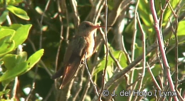 kolibřík ryšavý [skupina rutila] - ML201180801
