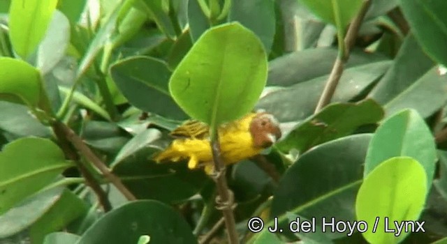 Yellow Warbler (Mangrove) - ML201180881