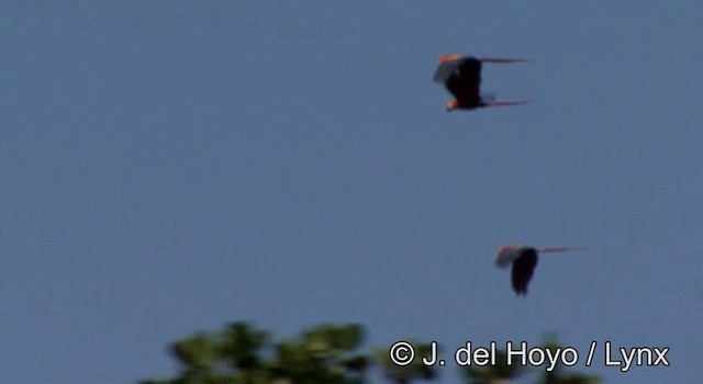 Scarlet Macaw - ML201181061