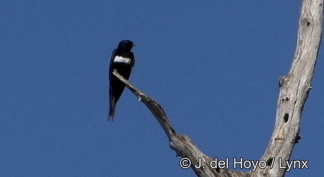 White-banded Swallow - ML201181071