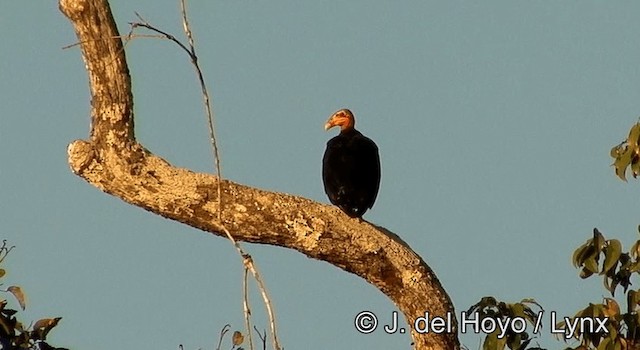 Greater Yellow-headed Vulture - ML201181171