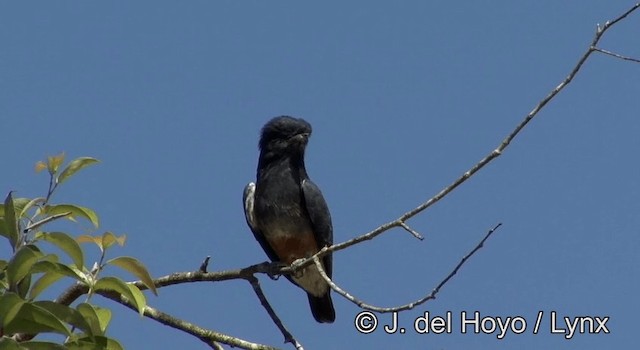 Swallow-winged Puffbird - ML201181201