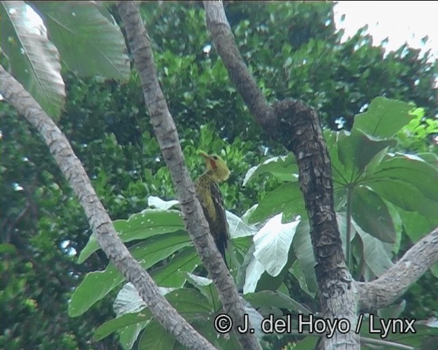 Cream-colored Woodpecker - ML201181321