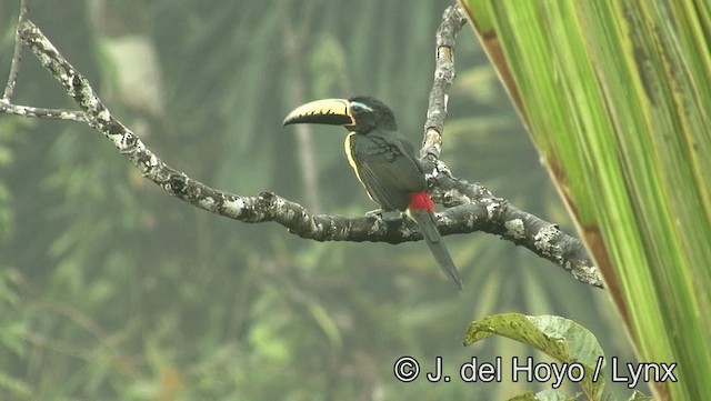 Lettered Aracari (Humboldt's) - ML201181501