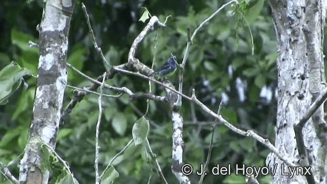 Turquoise Tanager - ML201181641