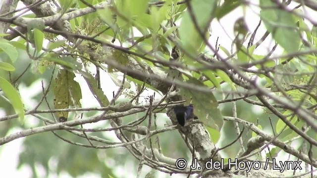 Opal-rumped Tanager (Opal-rumped) - ML201181661