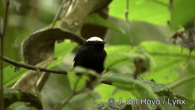 White-crowned Manakin (Amazonian) - ML201181761