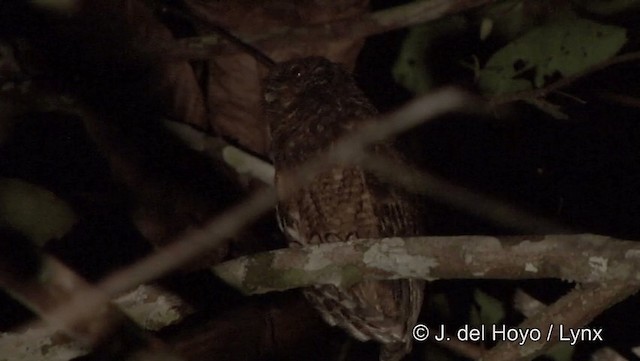Tawny-bellied Screech-Owl (Tawny-bellied) - ML201181961