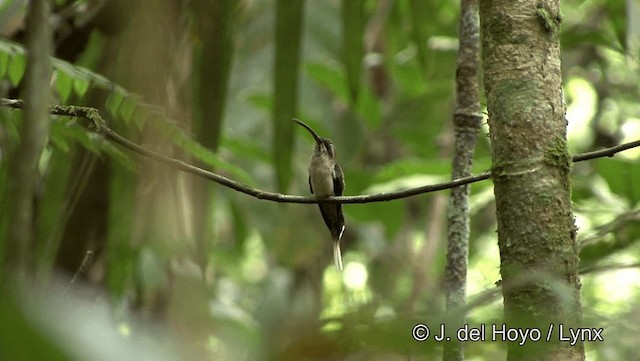 Great-billed Hermit (Amazonian) - ML201182011