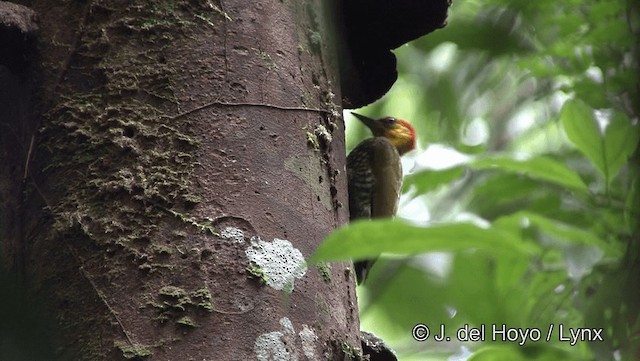 Yellow-throated Woodpecker - ML201182041