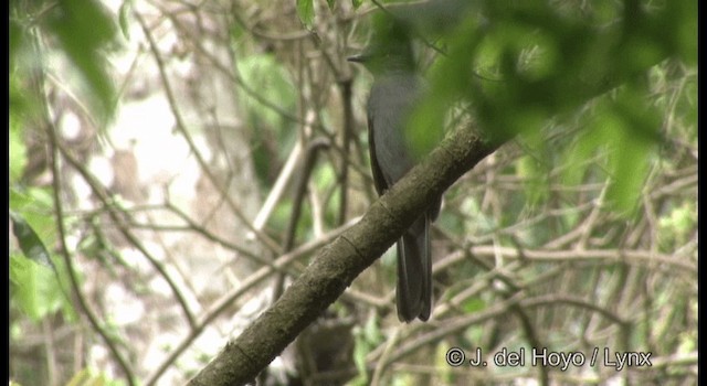 Brown-backed Solitaire - ML201182161