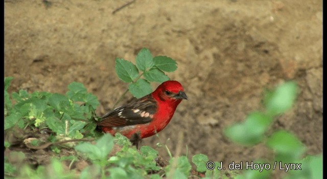 Flame-colored Tanager - ML201182201