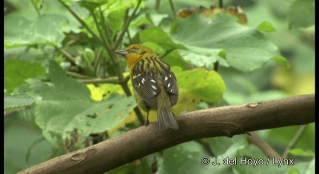Flame-colored Tanager - ML201182211