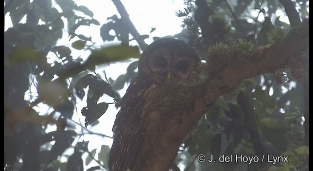 Fulvous Owl - ML201182241