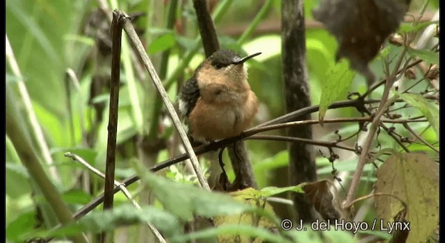 Sparkling-tailed Hummingbird - ML201182261