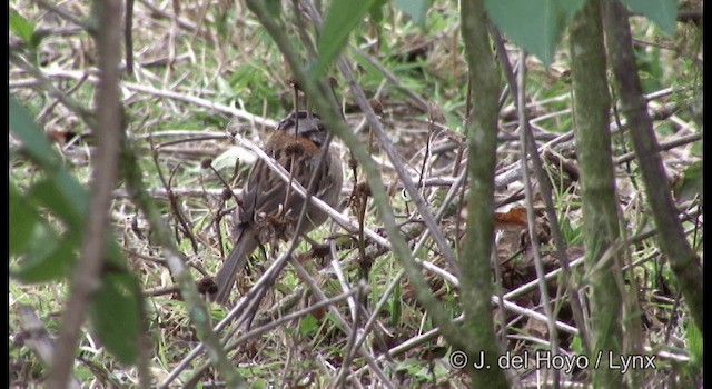 Rufous-collared Sparrow (Rufous-collared) - ML201182351