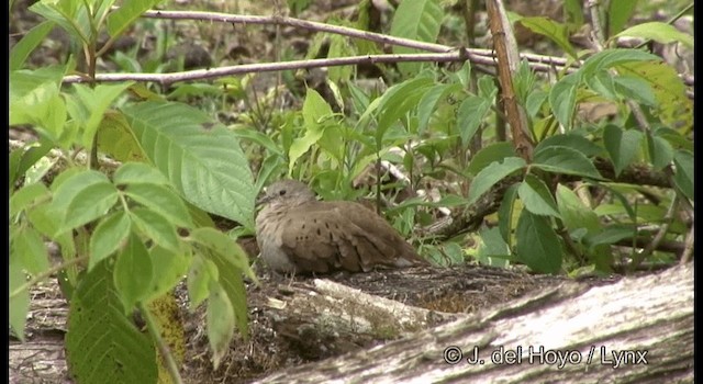 Ruddy Ground Dove - ML201182361