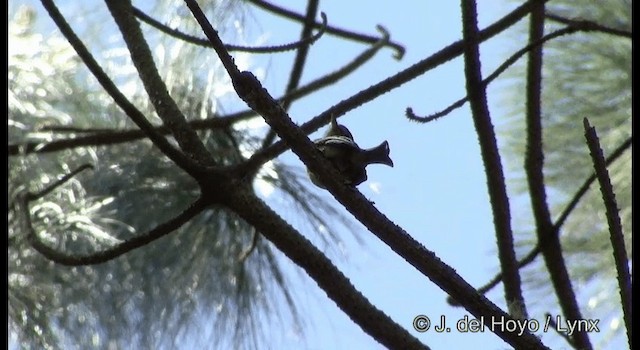 Pine Flycatcher - ML201182451