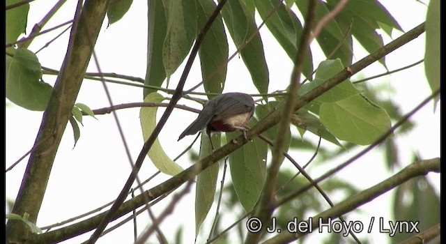Gray-throated Chat - ML201182531