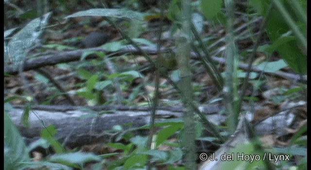 Stub-tailed Spadebill - ML201182591