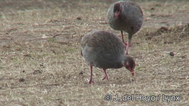 Red-necked Spurfowl (Cranch's) - ML201182671