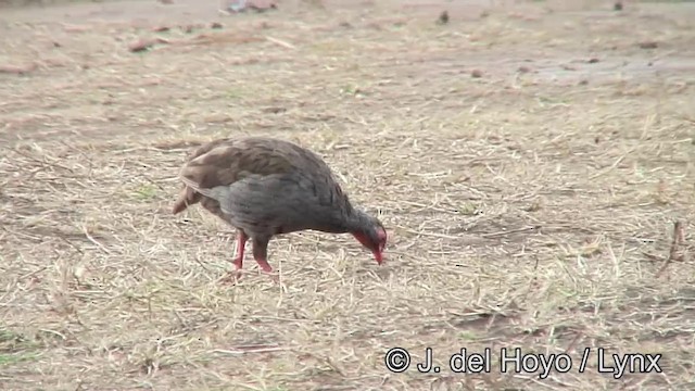 Red-necked Spurfowl (Cranch's) - ML201182681