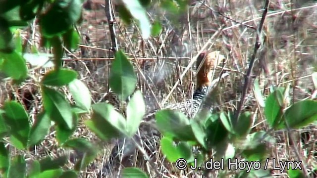 frankolín rezavohlavý (ssp. coqui) - ML201182691