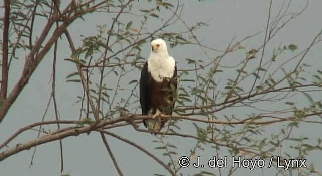 African Fish-Eagle - ML201182711