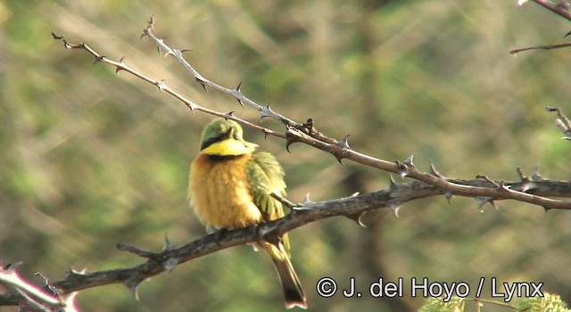 Little Bee-eater - ML201182781