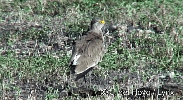 Brown-chested Lapwing - ML201182901