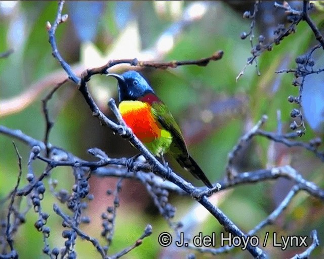 Green-tailed Sunbird (Doi Inthanon) - ML201182941