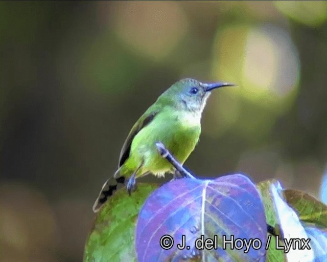 Green-tailed Sunbird (Doi Inthanon) - ML201182951