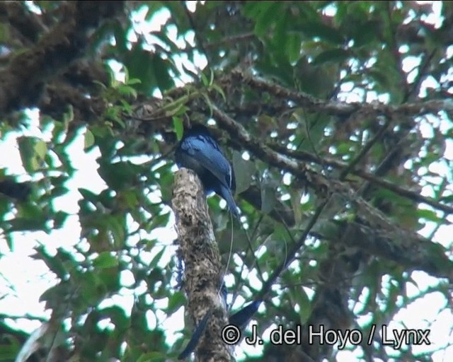 Lesser Racket-tailed Drongo - ML201183101