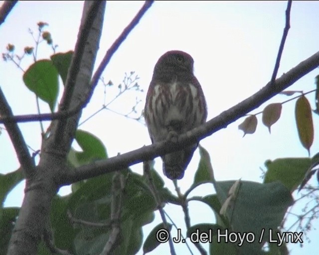Asian Barred Owlet - ML201183151