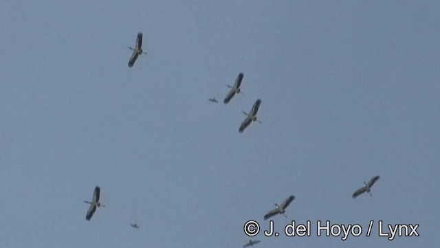 Wood Stork - ML201183321