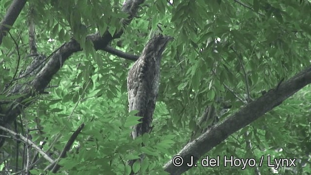 Northern Potoo (Middle American) - ML201183361