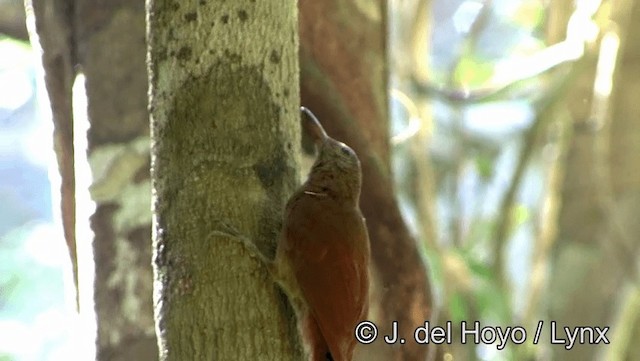 Amazonian Barred-Woodcreeper (Plain-colored) - ML201183551