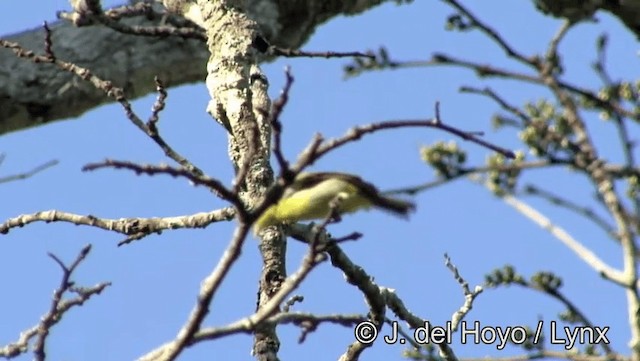 Yellow-backed Tanager - ML201183751
