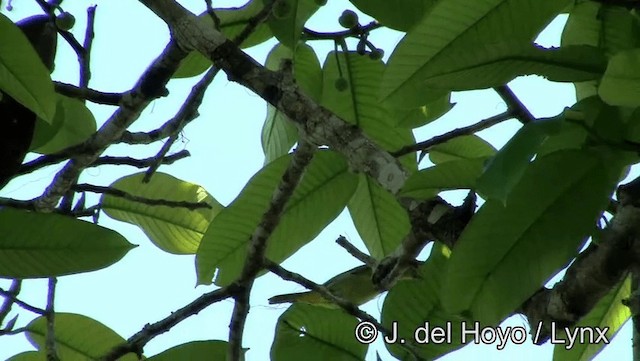 Yellow-backed Tanager - ML201183761