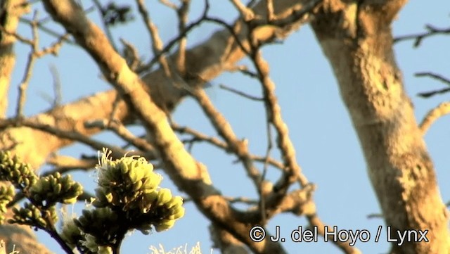 kolibřík savanový - ML201183781