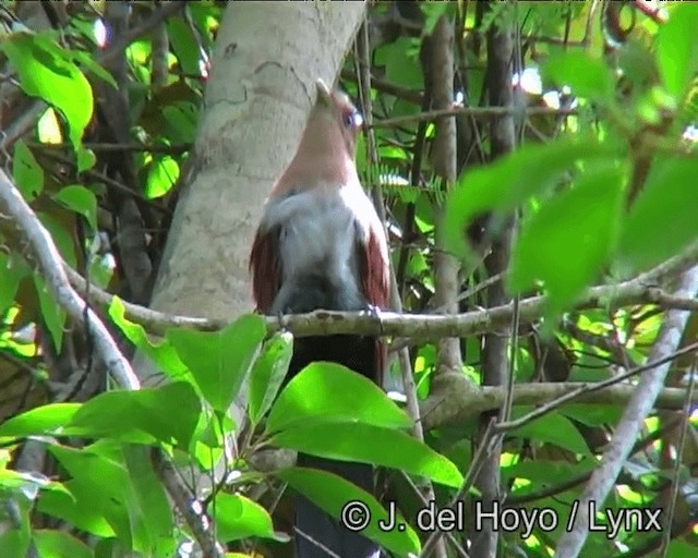 Squirrel Cuckoo (Amazonian) - ML201183911