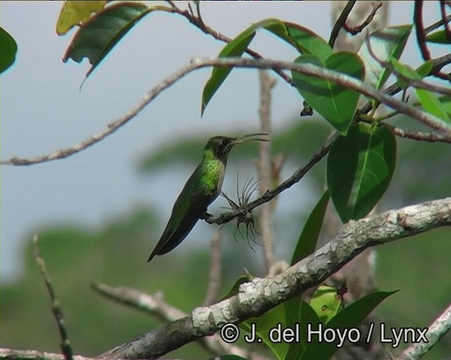 kolibřík rudozobý - ML201183931