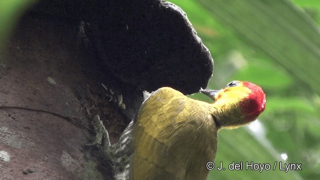 Yellow-throated Woodpecker - ML201183941